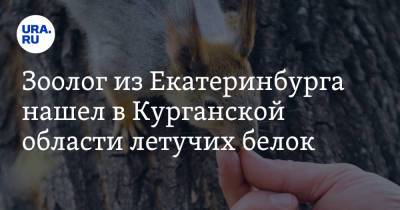 Зоолог из Екатеринбурга нашел в Курганской области летучих белок. Фото - ura.news - Екатеринбург - Свердловская обл. - Курганская обл.