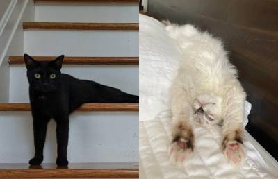 10 фотографий котов, которые точно поднимут вам настроение. Только взгляните на пятое фото! - ont.by