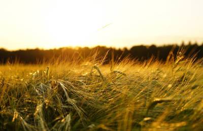 Урожай ранних зерновых на Херсонщине оказался под угрозой - agroportal.ua - Херсон - Херсонская обл. - Херсонская Область