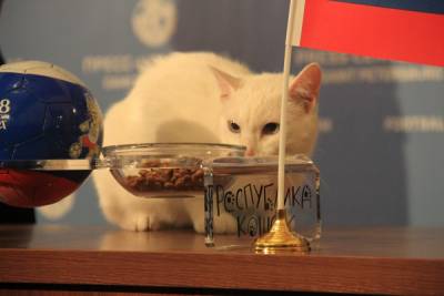 Кот Ахилл предсказал победу сборной России в матче с командой Финляндии - aif.ru - Санкт-Петербург - Турция - Финляндия - Словакия