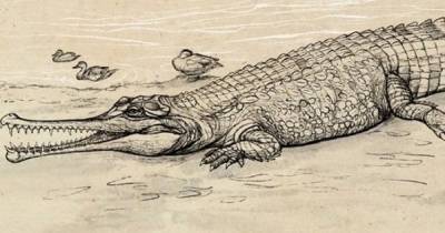 Речной Босс. В Австралии обнаружили новый вид гигантских вымерших крокодилов - focus.ua - Австралия