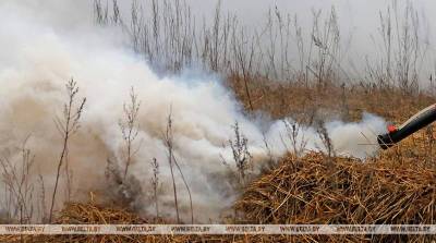 В Беларуси с начала года зарегистрировано 132 лесных пожара - belta.by - Минск
