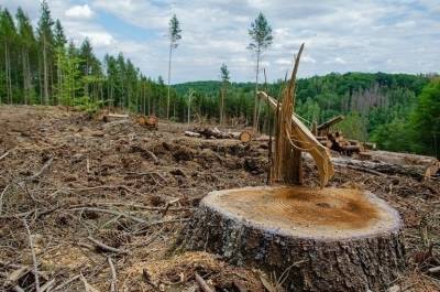 В Совете Федерации разработали поправки об эксплуатации лесных дорог - pnp.ru
