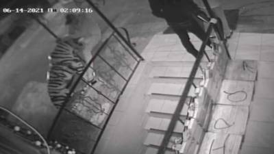 В Петербурге ищут вандала, который отломал статуе тигра голову - piter.tv - Санкт-Петербург