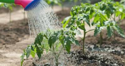 Как правильно поливать огород летом - cxid.info - Аграрии