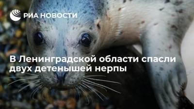 В Ленинградской области спасли двух детенышей нерпы и отправили на реабилитацию - ria.ru - Россия - Ленинградская обл. - Санкт-Петербург