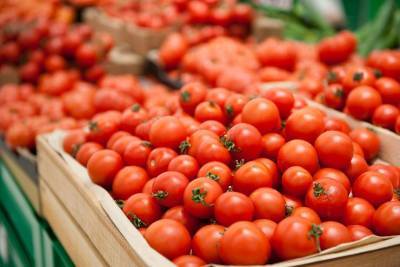 Снимаются ограничения на ввоз томатов в Россию для некоторых азербайджанских предприятий - trend.az - Азербайджан - Россельхознадзор - район Абшеронский