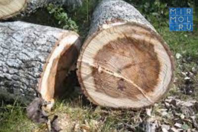 Около 7 миллионов рублей составили штрафы за незаконную вырубку зеленых насаждений в Дагестане - mirmol.ru - Махачкала - респ. Дагестан