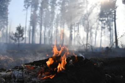 Десять лесных пожаров на площади свыше 23 тыс. га тушат в Якутии - interfax-russia.ru - респ. Саха - Ленск