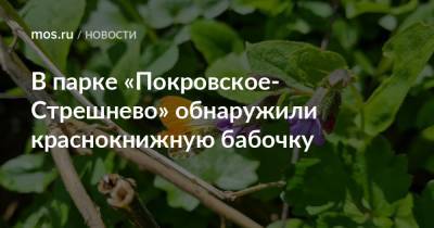 В парке «Покровское-Стрешнево» обнаружили краснокнижную бабочку - mos.ru - Москва