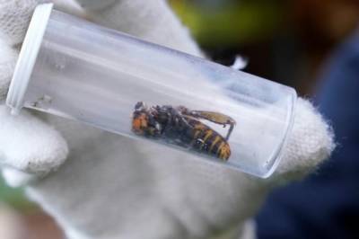 В американском штате был замечен первый в 2021 году шершень-убийца: чем опасно насекомое - enovosty.com - Вашингтон - штат Вашингтон