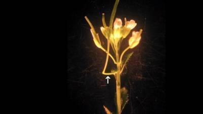 Американские ученые нашли новый орган у растений - vm.ru - США