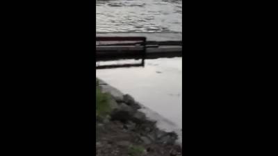 Жители Холмского района вновь пожаловались на убийство рыбы в реке Чеховке - sakhalin.info - район Холмский