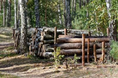 Николай Николаев - Правила строительства в лесах станут более чёткими - pnp.ru