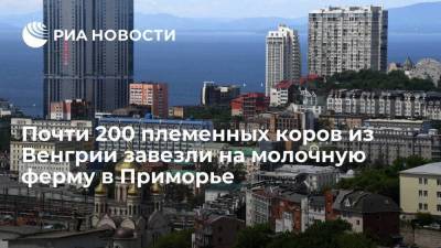 Почти 200 племенных коров из Будапешта завезли на молочную ферму в Приморье - smartmoney.one - Приморье край - Будапешт - Владивосток - Уссурийск