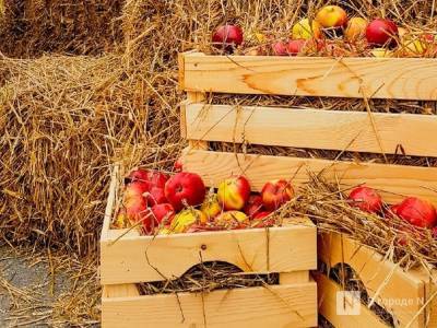 Многоядную муху-горбатку нашли в молдавских яблоках в Дзержинске - vgoroden.ru - Молдавия - Дзержинск - Нижегородская обл. - респ. Марий Эл - Россельхознадзор