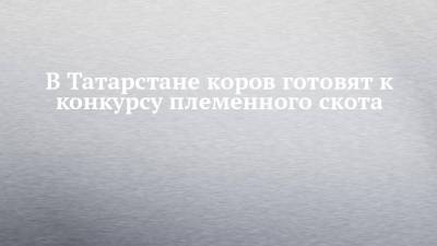 В Татарстане коров готовят к конкурсу племенного скота - chelny-izvest.ru - респ. Татарстан