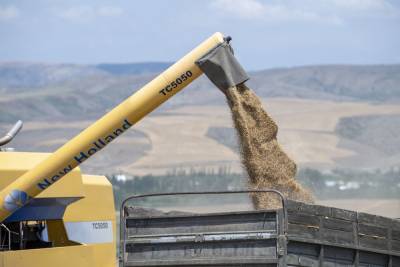 В Азербайджане собрано свыше 970 тыс. тонн зерна (ФОТО) - trend.az - Азербайджан - район Тертерский - Агдамск
