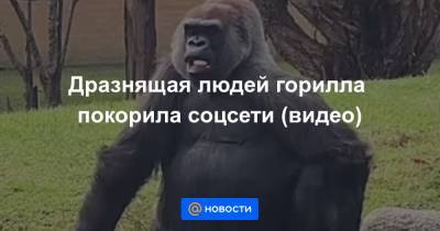 Дразнящая людей горилла покорила соцсети (видео) - news.mail.ru - Австралия