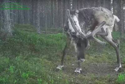 Северного оленя из заповедника в Карелии, пытающегося почесаться, зафиксировала фотоловушка - karel.mk.ru - Петрозаводск - республика Карелия