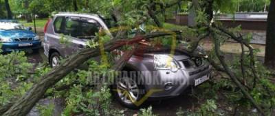 В оккупированном Донецке из-за непогоды большая акация упала на дорогу и повредила автомобиль - w-n.com.ua - Донецк