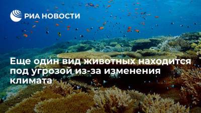 Потепление воды в океане лишает детенышей акул возможности скрываться от хищников - ria.ru - Москва