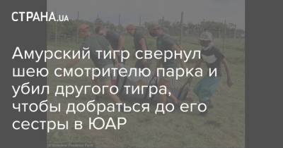 Амурский тигр свернул шею смотрителю парка и убил другого тигра, чтобы добраться до его сестры в ЮАР - strana.ua - Юар
