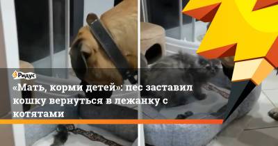 «Мать, корми детей»: пес заставил кошку вернуться в лежанку с котятами - ridus.ru