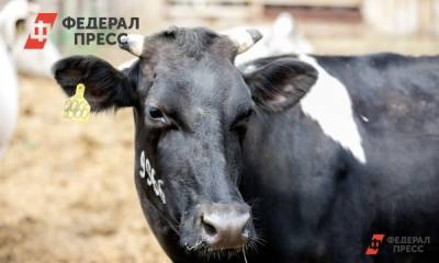 В Приморье привезли две сотни новых коров - fedpress.ru - Приморье край - Владивосток