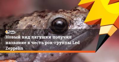 Новый вид лягушки получил название в честь рок-группы Led Zeppelin - ridus.ru - Англия - Сан-Франциско - Эквадор - Кито
