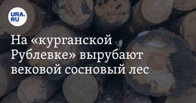 На «курганской Рублевке» вырубают вековой сосновый лес. Фото - ura.news - Курганская обл. - район Кетовский