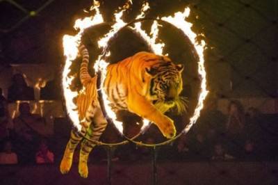 «Контактные зоопарки и использование животных в цирке»: в Украине усиливают права животных - enovosty.com