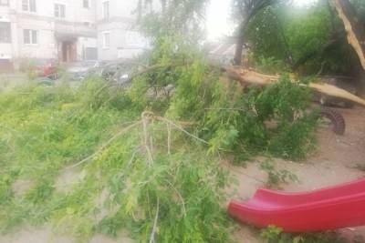 В Костроме на улице Галичской дерево рухнуло на детскую песочницу - kostroma.mk.ru - Кострома