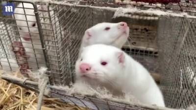 Привитые российской вакциной норки передали иммунитет потомству - vesti.ru
