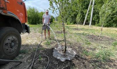 Порядка 125 литров воды расходуется на одно дерево в Тюмени - nashgorod.ru - Тюмень