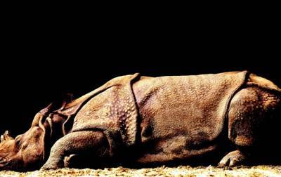 В Китае открыли новый вид гигантского носорога - korrespondent.net - Китай - Пакистан