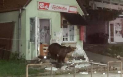 Румынский курортный город "оккупировали" медведи - korrespondent.net - Румыния