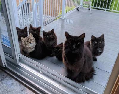 Бродячая кошка приводит всех своих младенцев на встречу с женщиной, которая ей помогала - skuke.net - Канада