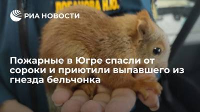 Сотрудники пожарной части в Нефтеюганском районе ХМАО спасли от сороки бельчонка - ria.ru - Ханты-Мансийск - Югра - район Нефтеюганский