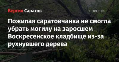 Пожилая саратовчанка не смогла убрать могилу на заросшем Воскресенское кладбище из-за рухнувшего дерева - nversia.ru