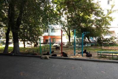 Многочисленные стаи бродячих собак оккупировали Заводской район Саратова - saratov.mk.ru - Саратов