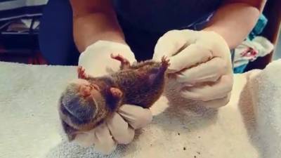 Видео: в Израиле спасли слепыша (не путать с кротом), растерзанного кошкой - vesty.co.il