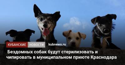 Бездомных собак будут стерилизовать и чипировать в муниципальном приюте Краснодара - kubnews.ru - Краснодарский край - Краснодар