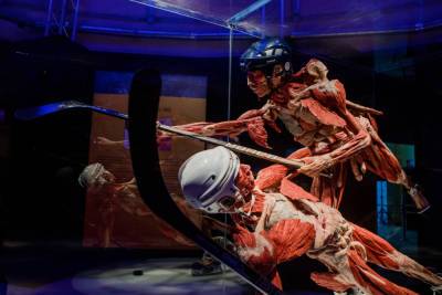 Всемирно известная выставка BODY WORLDS приехала в Россию - smi24.news - Москва