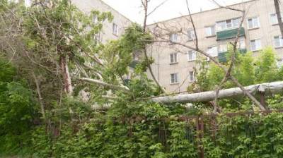 Мертвые деревья на Колхозной угрожают коммуникациям - penzainform.ru