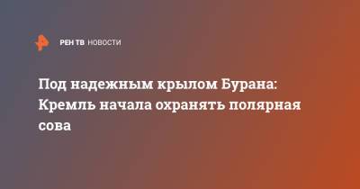 Под надежным крылом Бурана: Кремль начала охранять полярная сова - ren.tv
