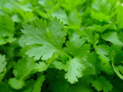 Специалист по питанию составила список продуктов от слабоумия - rosbalt.ru