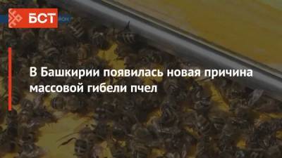 В Башкирии появилась новая причина массовой гибели пчел - bash.news - Башкирия - район Аургазинский