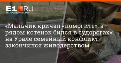 «Мальчик кричал «помогите», а рядом котенок бился в судорогах»: на Урале семейный конфликт закончился живодерством - e1.ru - Екатеринбург - Березовск