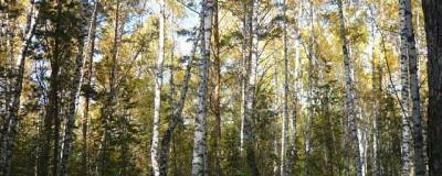 Анна Терешкова - За 10 лет площадь лесов в Новосибирске увеличилась на 173 гектара - runews24.ru - Новосибирск - Советск